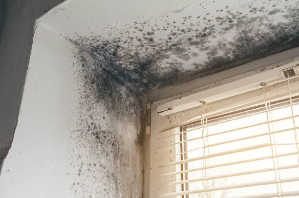 Affordable Basement Mold Removal solutions in Rapid City, MI
