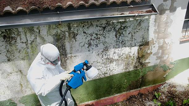 Top rated local Basement Mold Removal specialists in Rapid City, MI